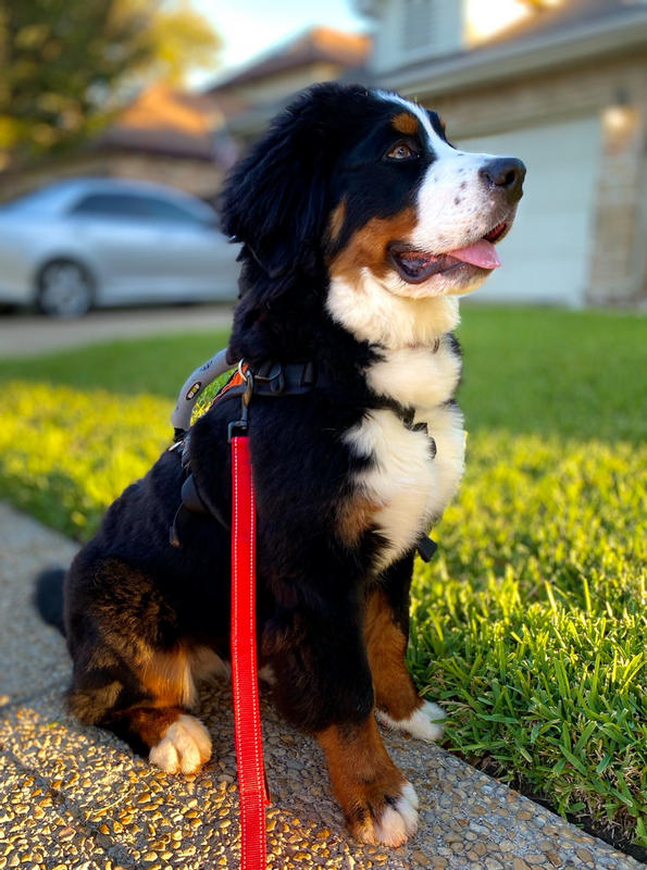 The Best Heavy-Duty Leash For Big Dogs & Pullers – Joyride Harness