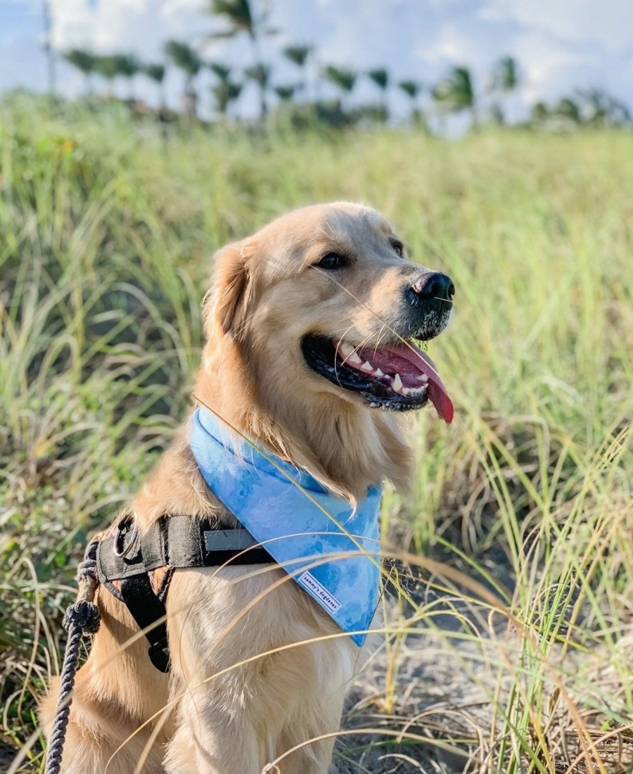 3 Simple Ways to Pick the Right Size Dog Harness Joyride Harness