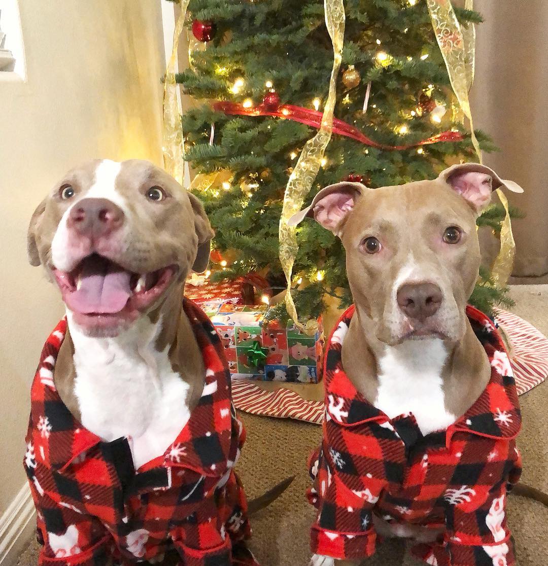 knights red nose pit bulls