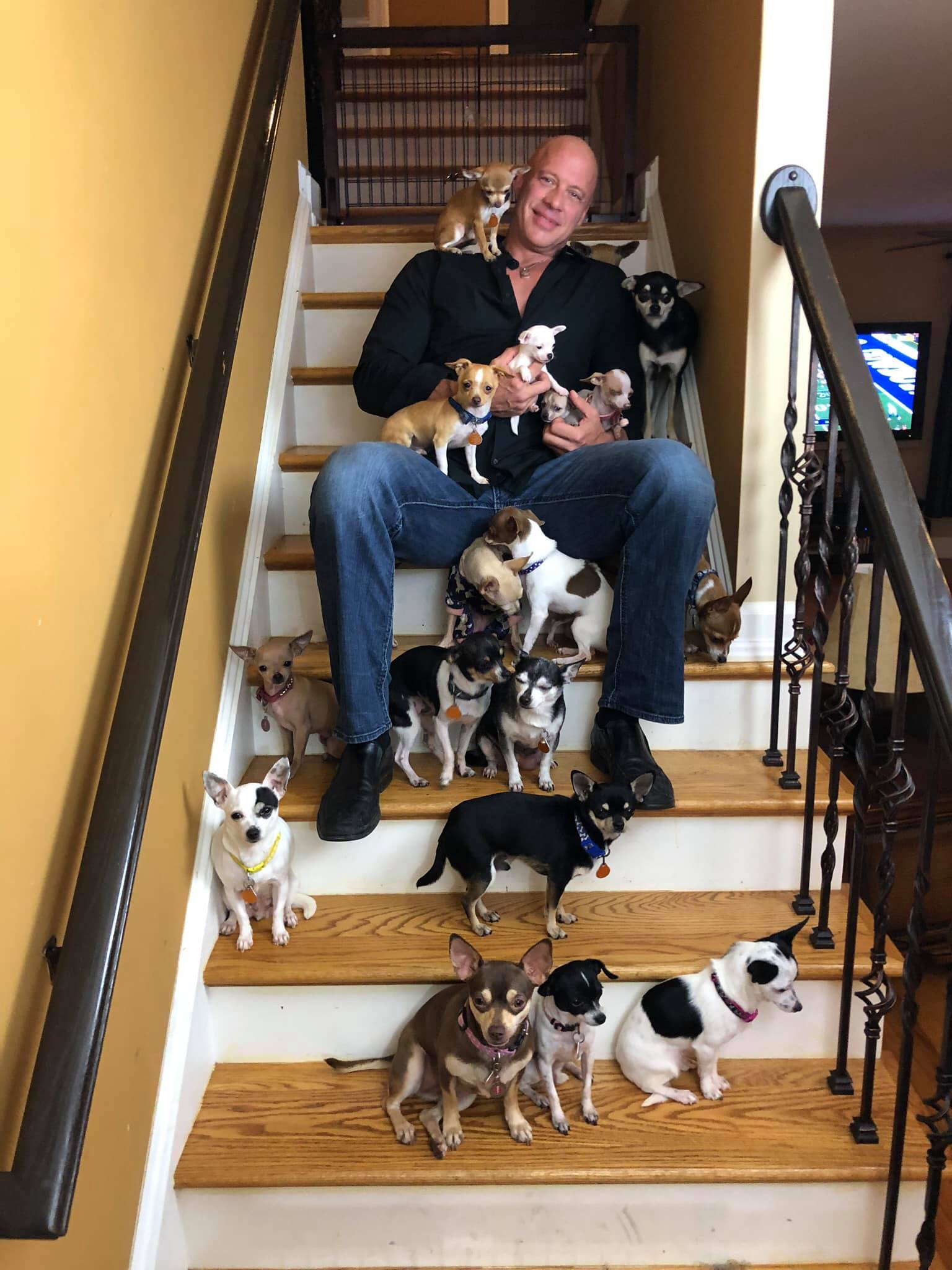 Joyride Harness | Sanctuary Rescued Over 30 Tiny Dogs