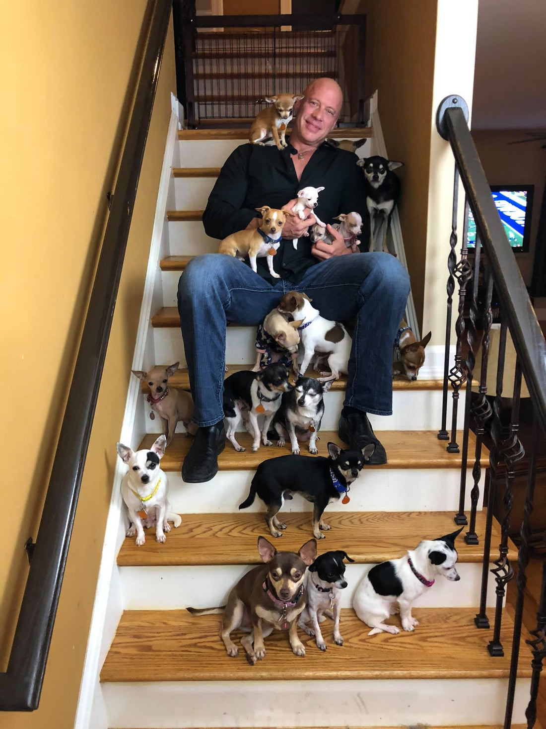 Big Guy, Little World Sanctuary Founder Rescued Over 30 Tiny Dogs