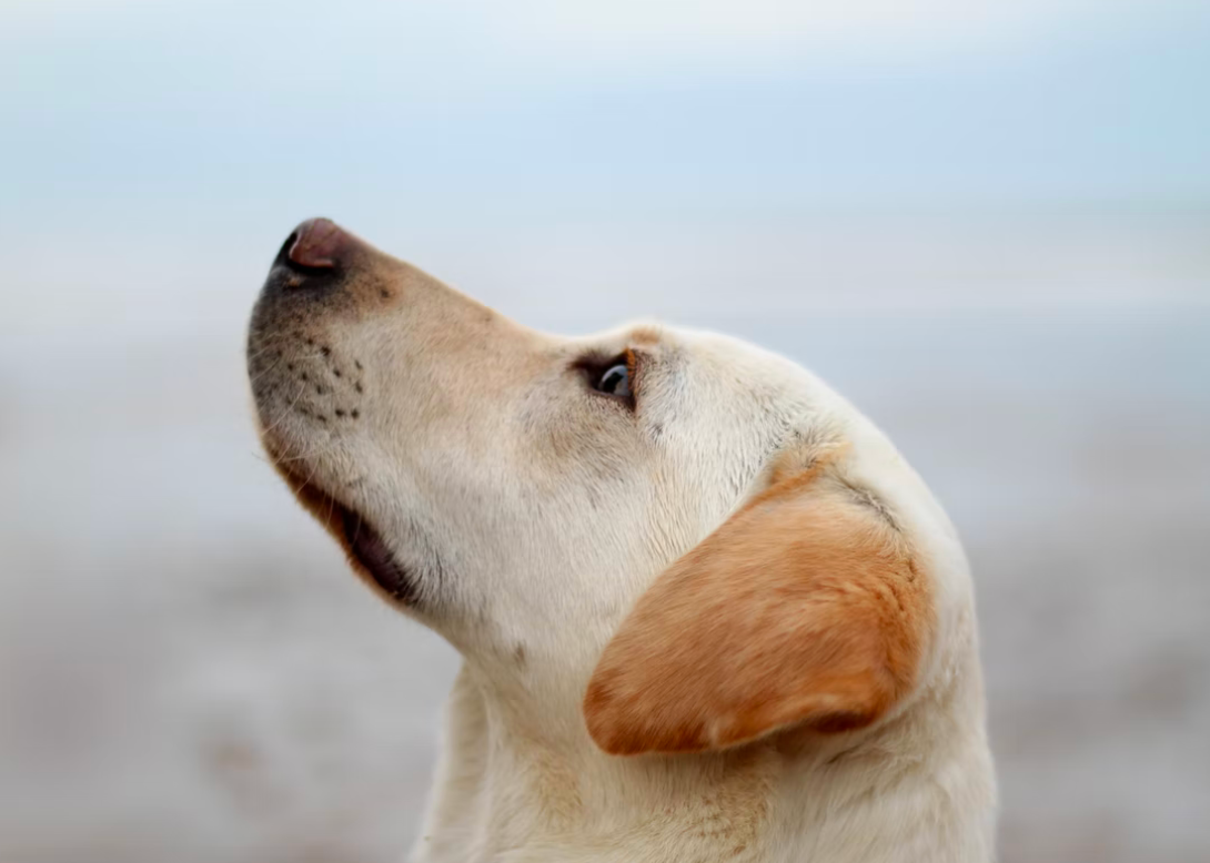 5 Dog Breeds With The Most Health Issues