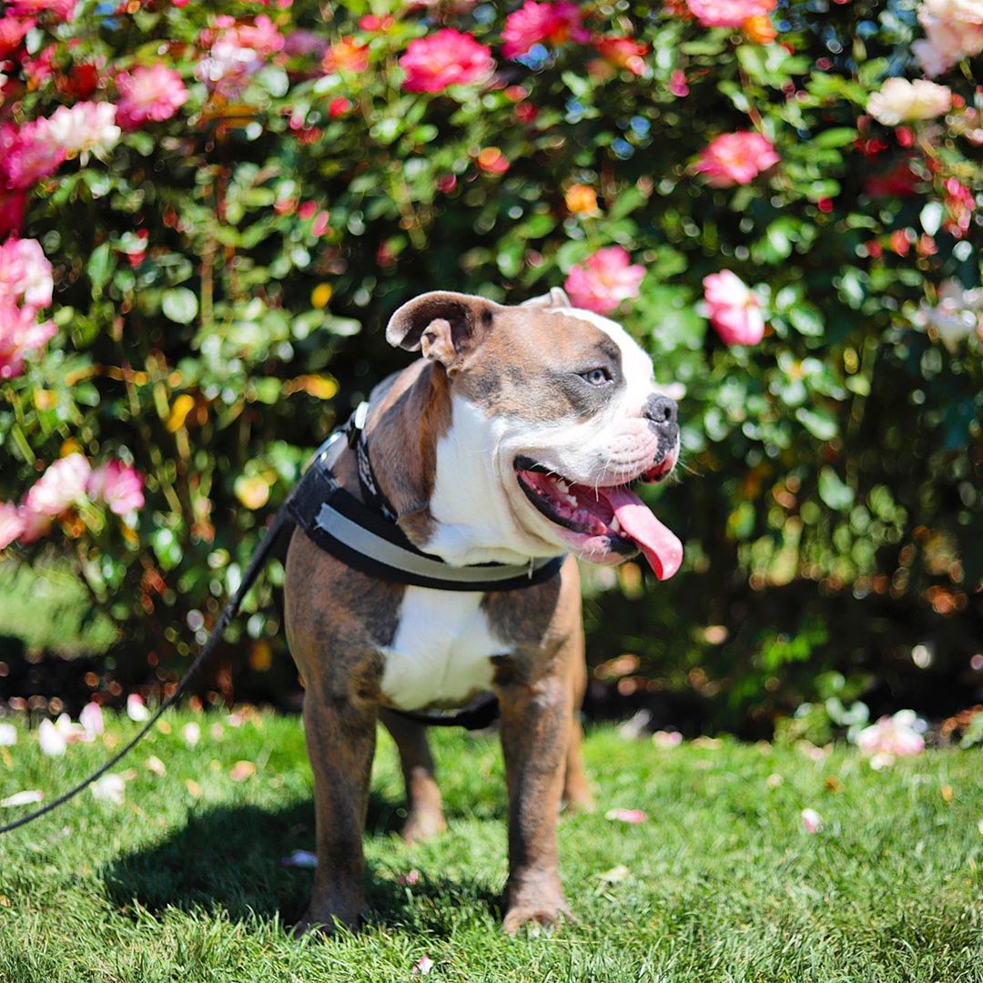 An Introduction to Walking with the Pug Life Harness