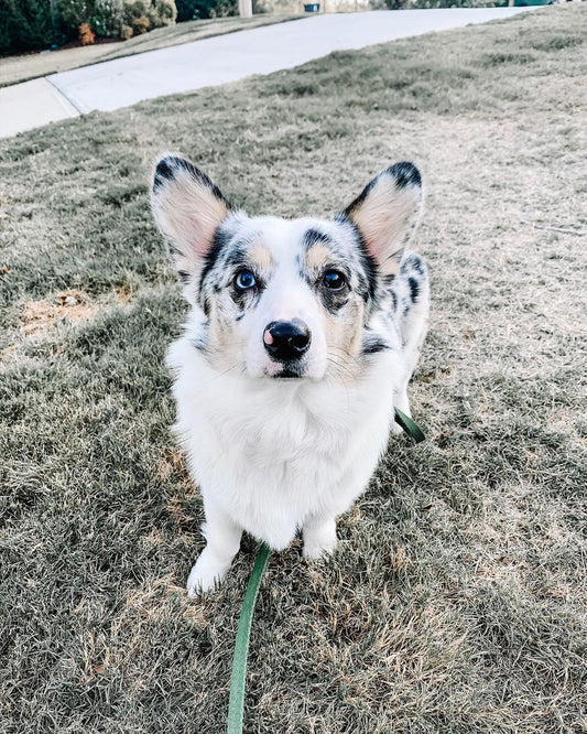 Harness Files | Interview with Jessica and Zero the Merle Corgi