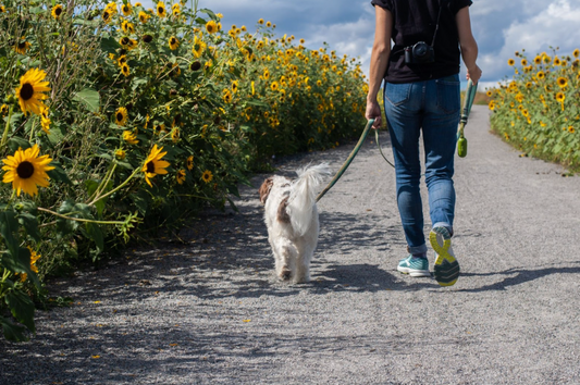 7 Dog Walking Tips Everyone Should Know