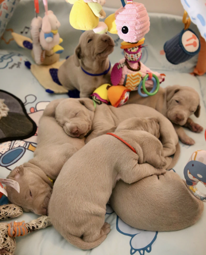 7 Puppy Potty Training Tips For Dog Owners