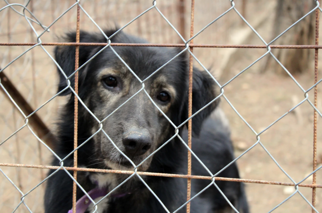 7 Simple Ways to Help Change a Dog's Life