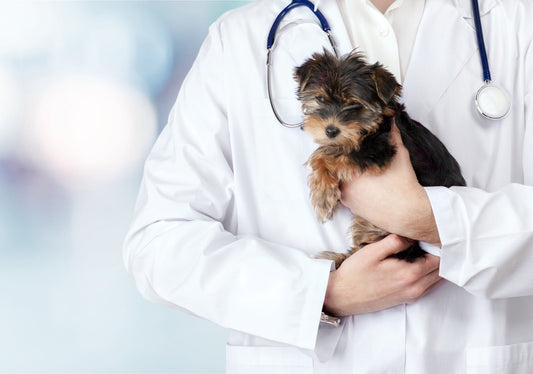 A veterinarian in a white lab coat holding a Yorkie puppy