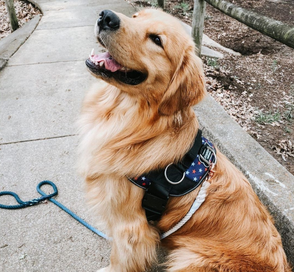 Dog online harness wholesale