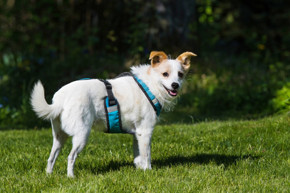 Are Harnesses Bad for Dogs? Ultimate Guide