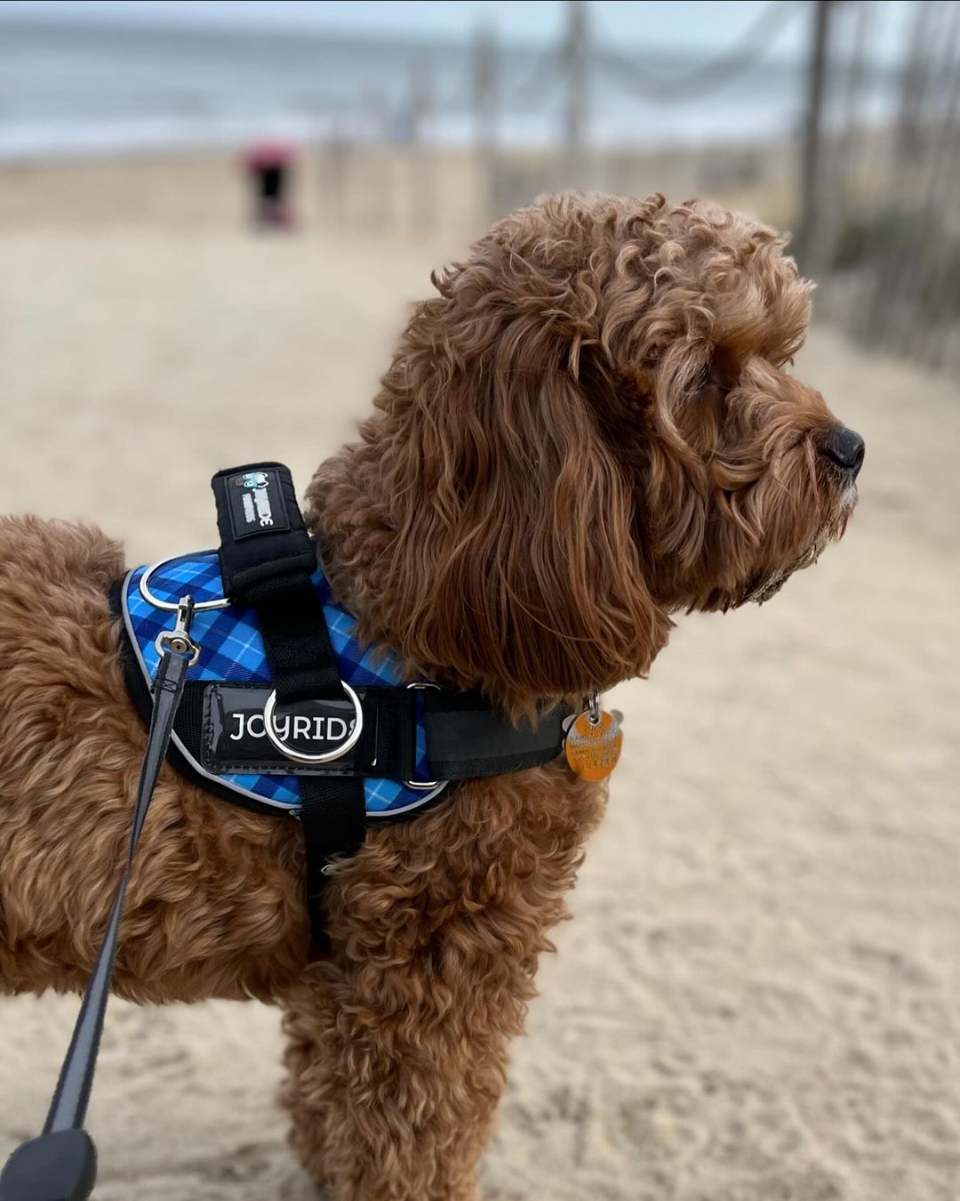 5 Essential Items Every Dog Parents Must Have This 2024 Joyride Harness