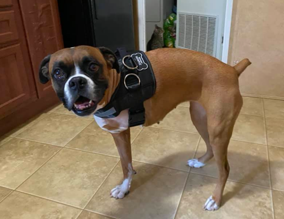 Three legged dog harness best sale