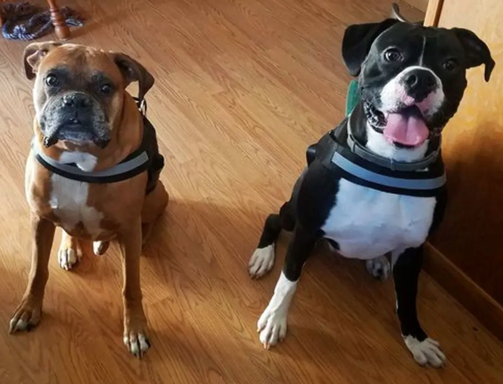 Boxer harnesses discount