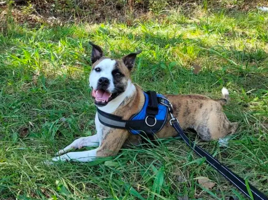 The Best Dog Harness To Stop Your Dog's Pulling & Train For Better Walks