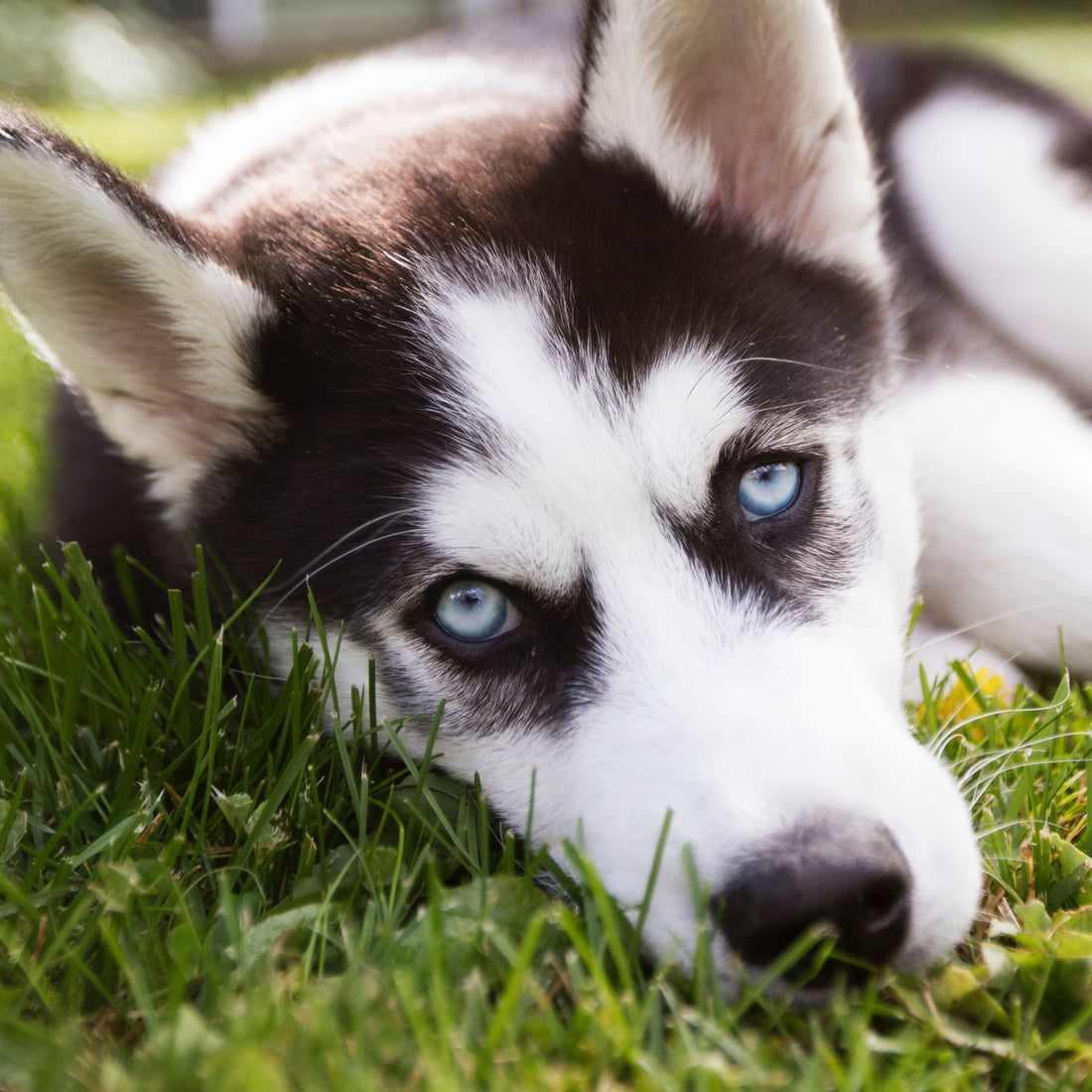 Best Dog Harness for a Husky for 2022