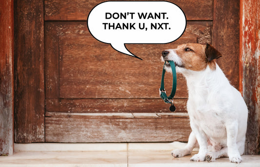 Why Dog Harnesses Work Best For Walks In Place of Collars
