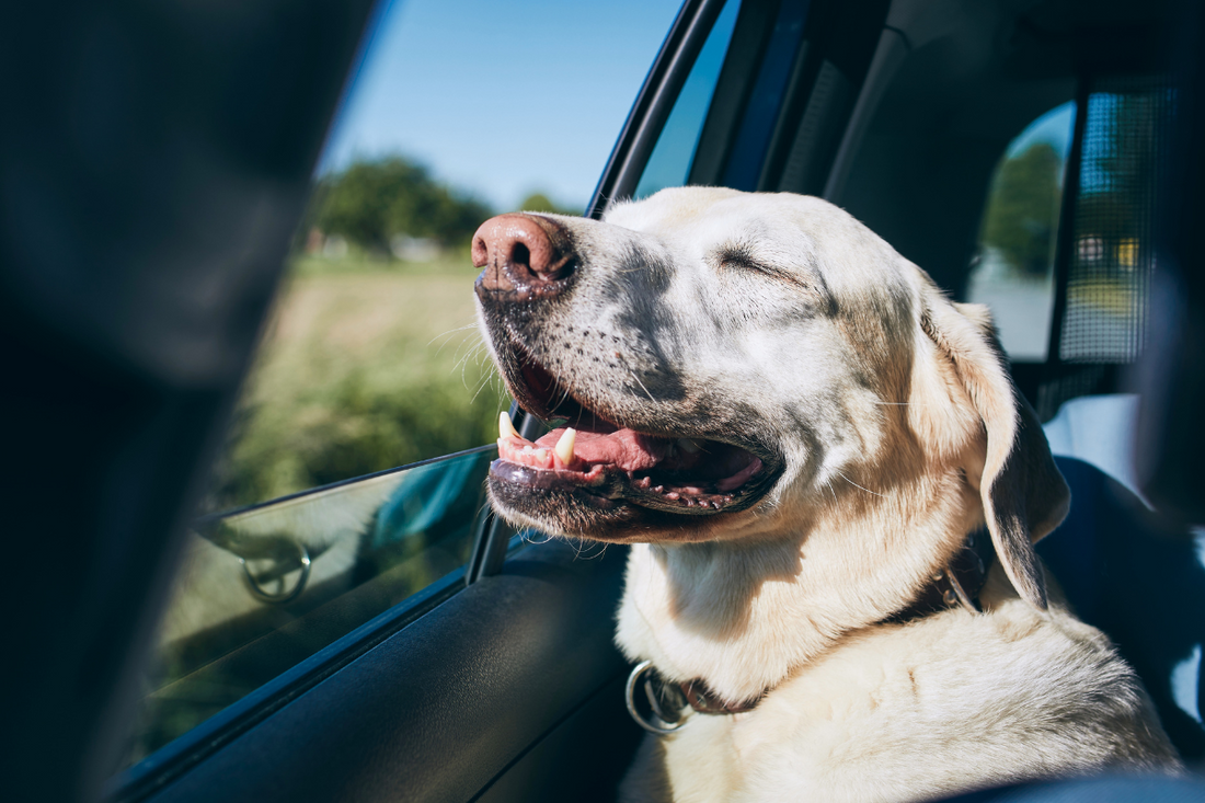 Summer Safety Checklist for Dog Parents