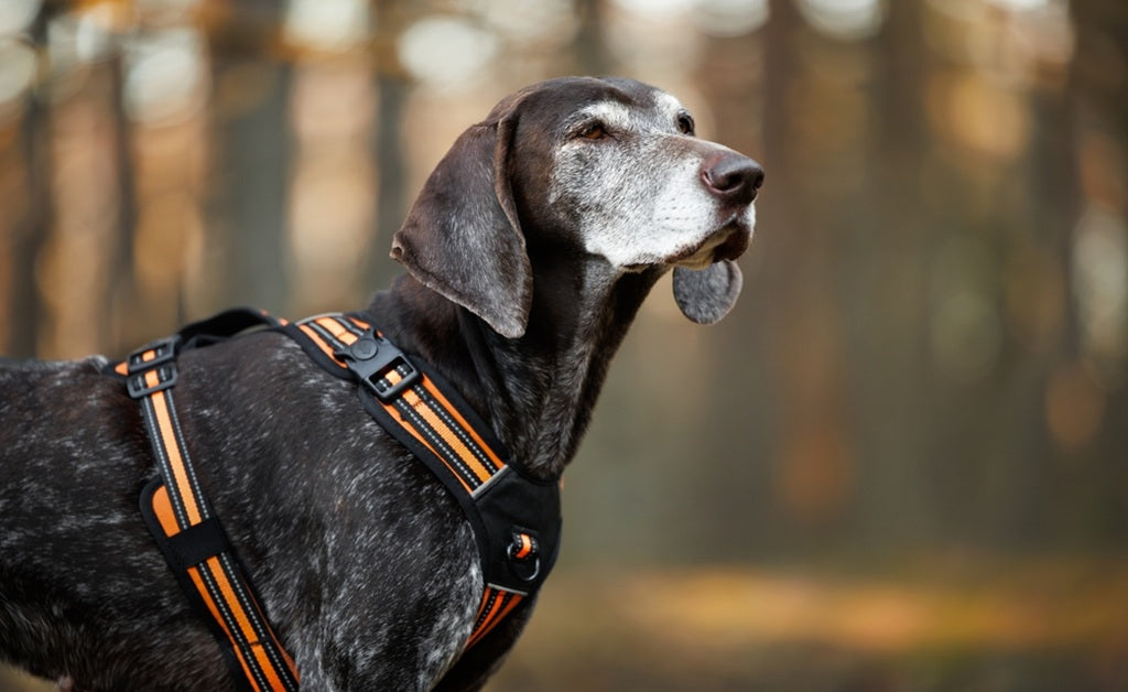 Collars for Dogs