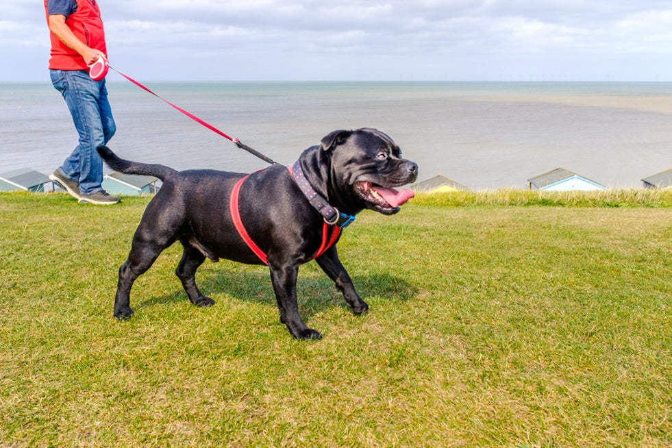How Should a Dog Harness Fit? Tips & Tricks