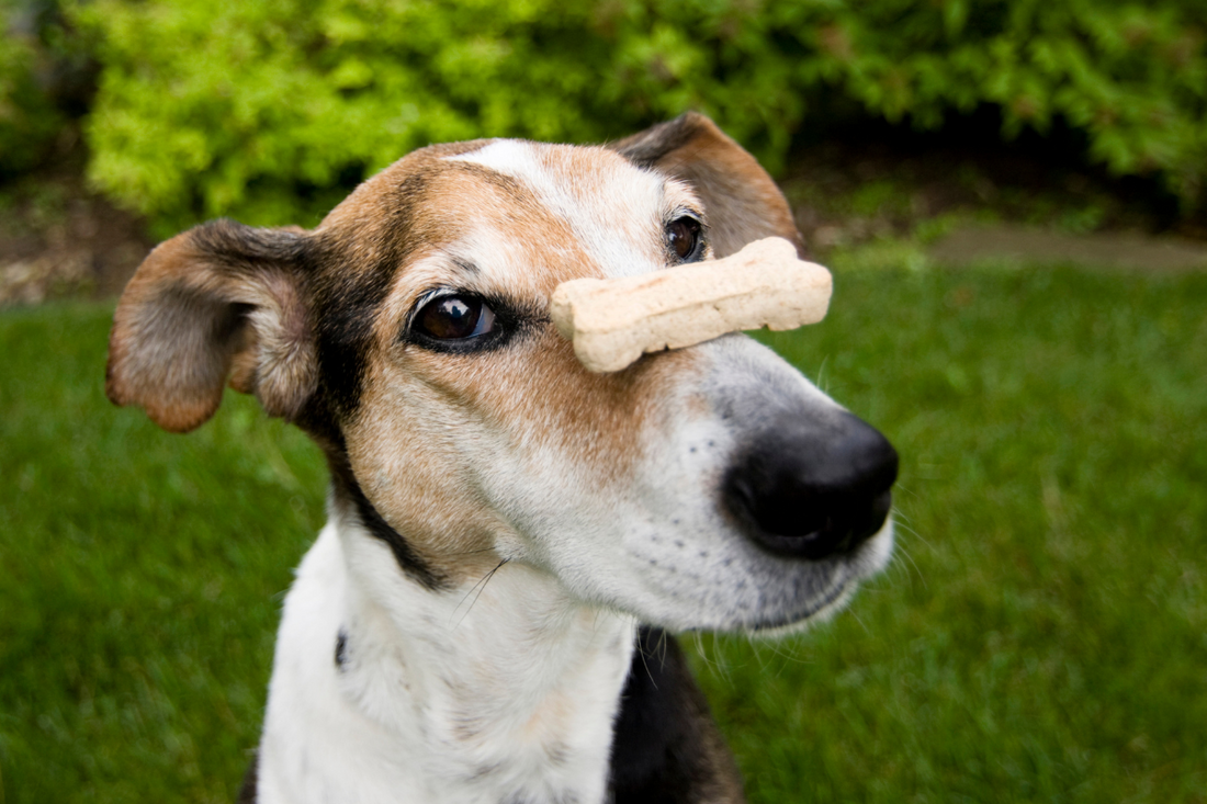 Are My Dog’s Treats Actually Healthy?