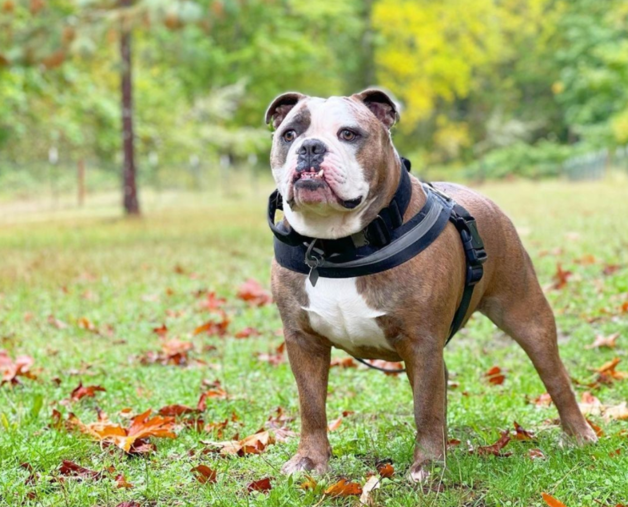 What is the Easiest Dog Harness to Put on and Use Joyride Harness