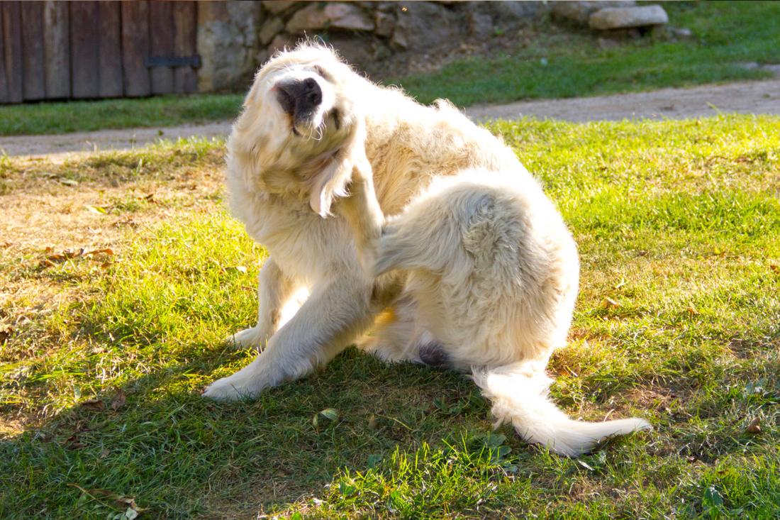 Flea & Tick Season Is Here: What Dog Parents Need to Know