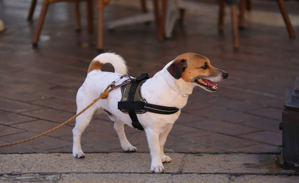 Harness vs Collar vs Leash