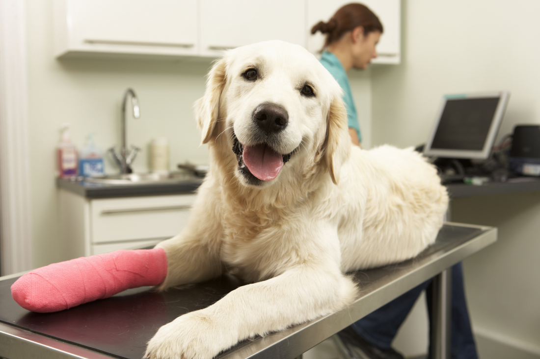 Helping Your Dog Manage Arthritis Pain in Cold Weather