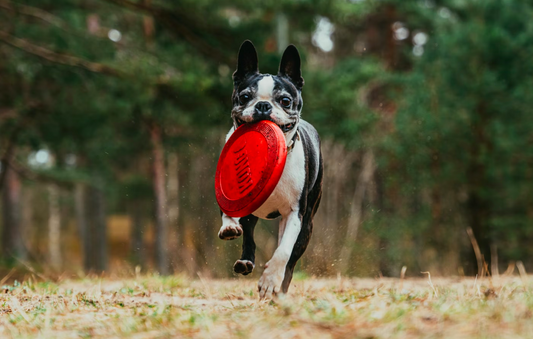 How To Teach Your Dog New Tricks