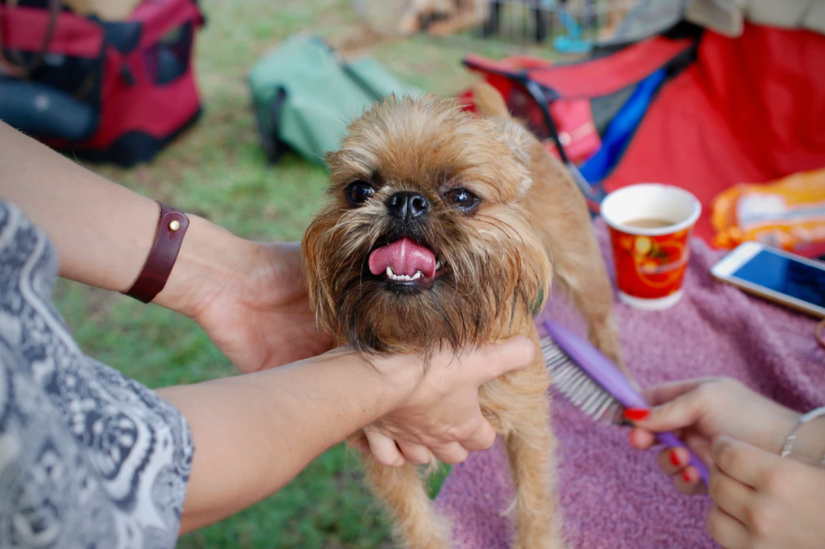 How often should you groom your dog? Joyride Harness