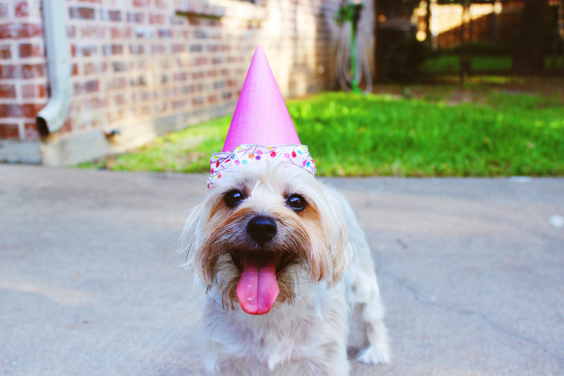 How Old is Your Dog? Understanding Dog Years