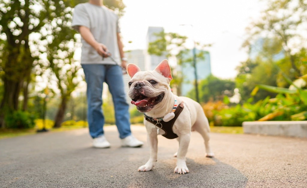 Tighten a Dog Harness