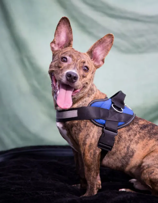 a brindle dog with prick ears wearing a blue harness
