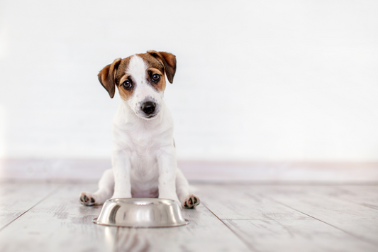 Should You Consider Intermittent Fasting for Your Dog?