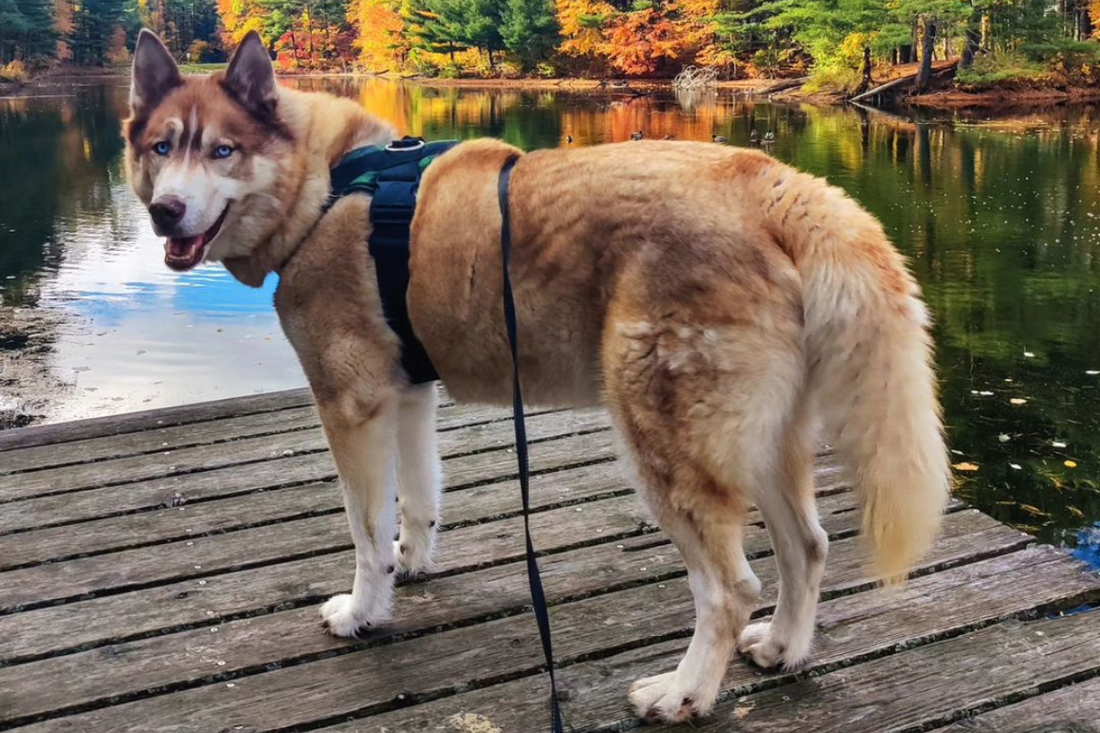 Why Joyride Harness is the Safest Choice for Your Dog: Top 3 Safety Features