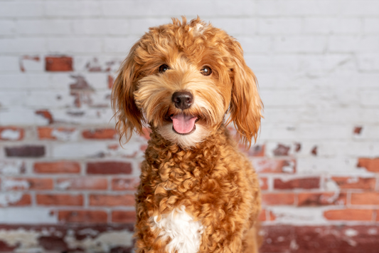 Top 5 Hypoallergenic Dogs That Don’t Shed Much