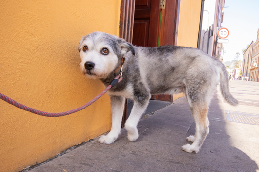 Simple Ways to Reduce Walking Anxiety in Dogs