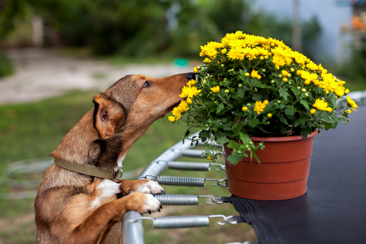 Season Allergies In Dogs ( + Tips To Deal With It)