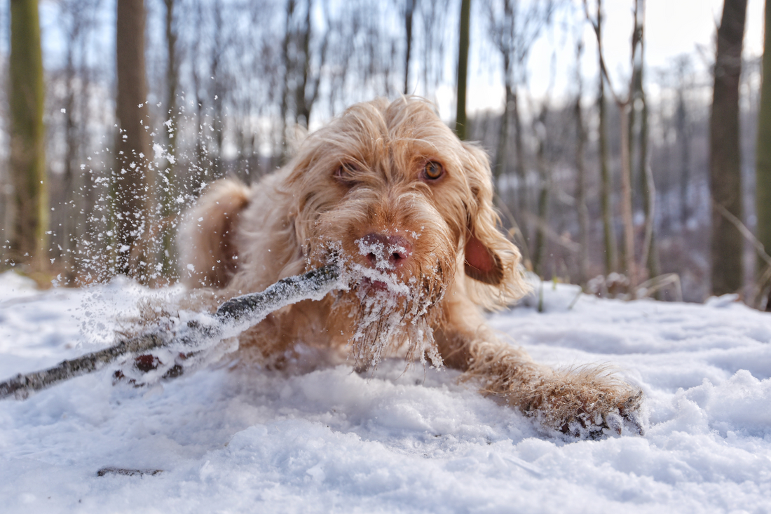 Why Keeping Your Dog Active This Winter
