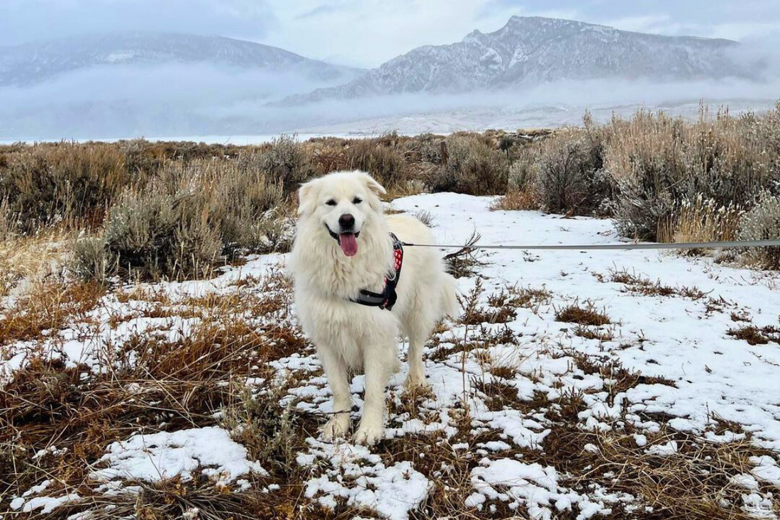 Keeping Your Dog Healthy and Happy in the Cold Months
