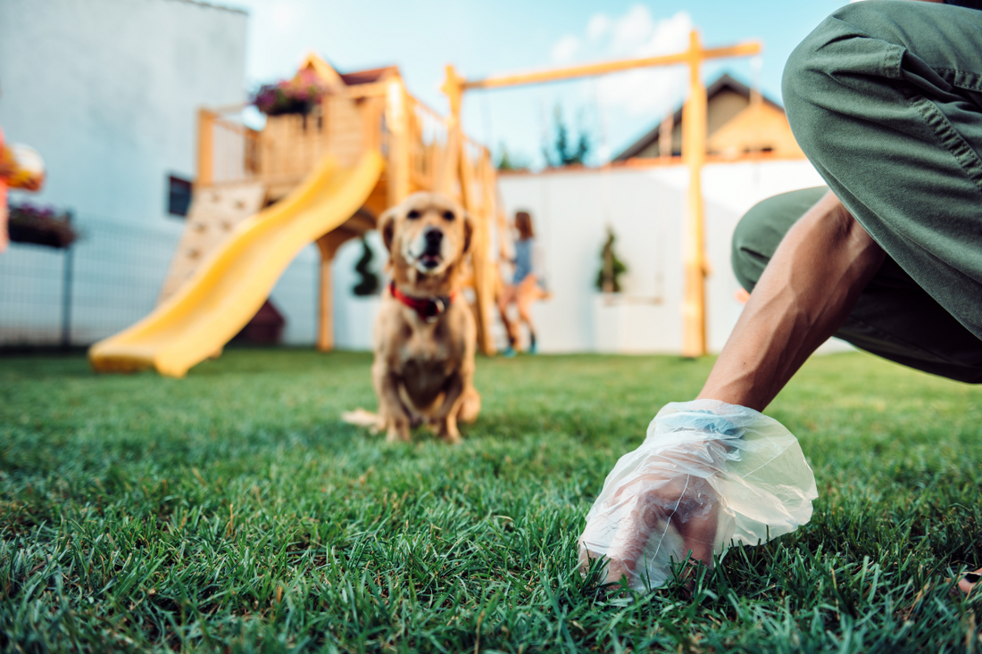 What Should My Dog's Poop Look Like?