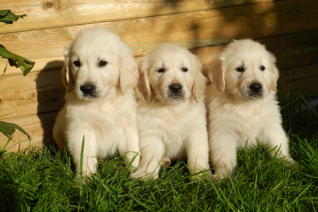 How a Harness Supports Safe Socialization (+ National Puppy Day)