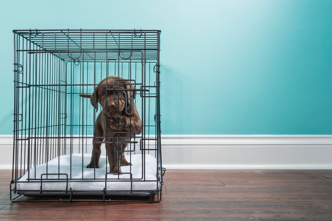 When Can Your Puppy Safely Go Outside