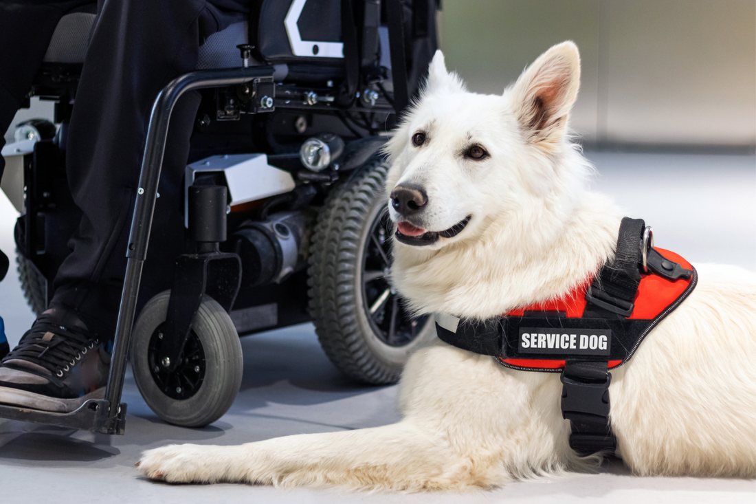 The Incredible Roles of Service Dogs: How They Transform Lives