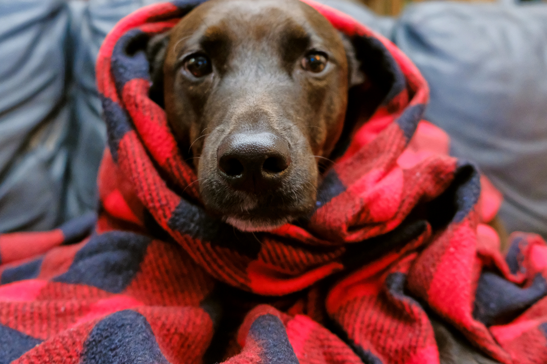 Cold Weather Hacks to Keep Your Dog Warm