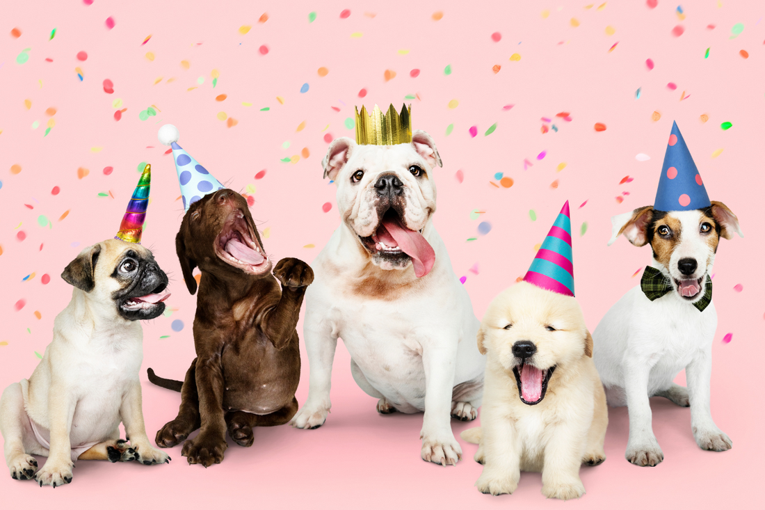 A Dog’s New Year’s Resolutions