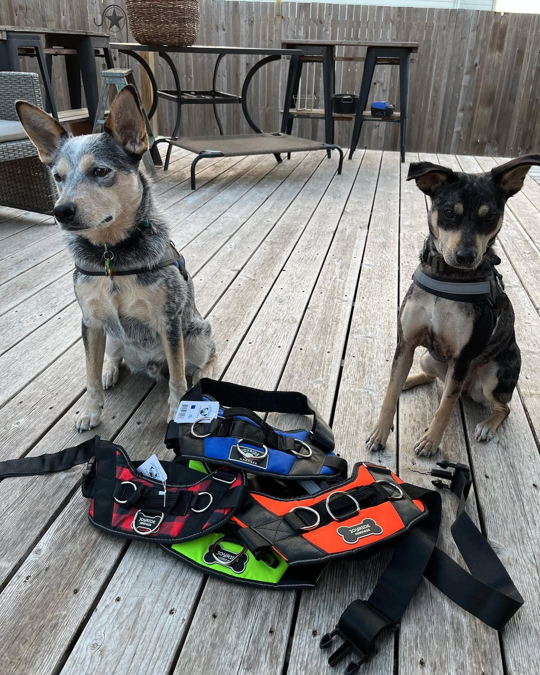 Changing Lives One Harness at a Time: Joyride’s 2024 Paw It Forward Report