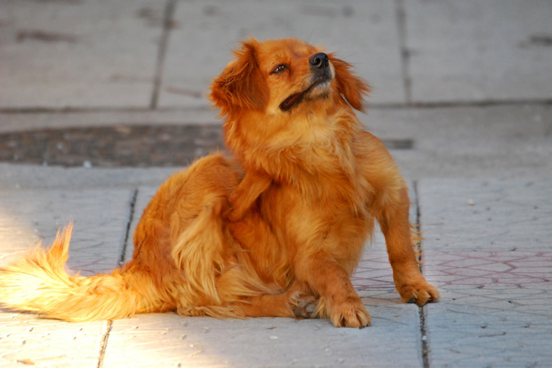 A Dog Parent’s Guide to Saying Goodbye to Fleas!