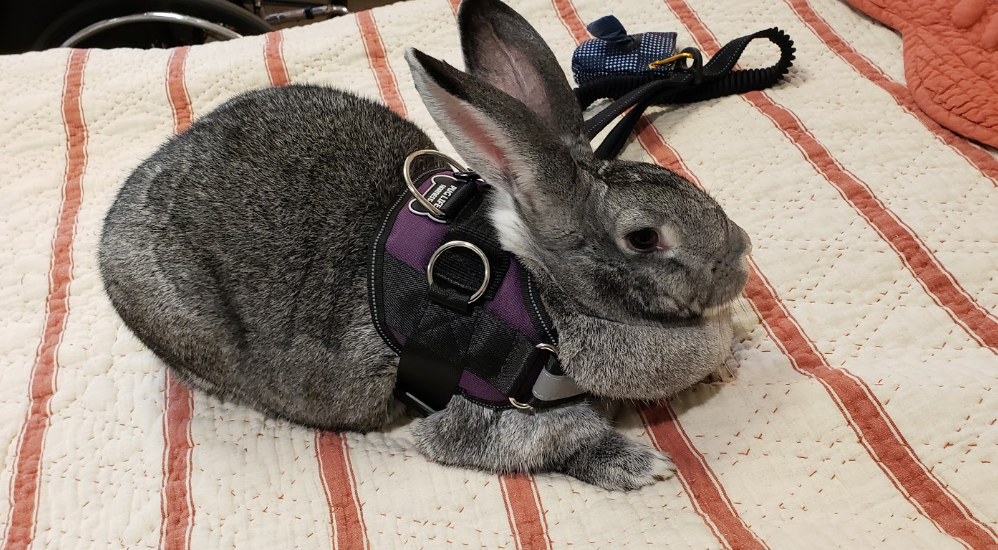 Large sales rabbit harness