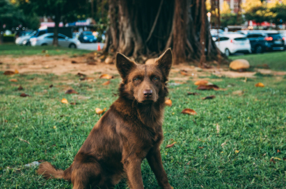 Be Alert: 10 Common Plants That Are Toxic To Dogs